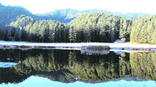 A reflection of thick deodhar trees seen in the Khajjiar Lake after a light snowfall two days ago.