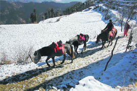 Ponywalas trudge back home after a gruelling day.