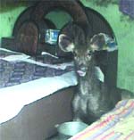 One-and-a-half-year-old sambar in a bedroom of a house in Kalaran Mohalla