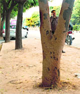 A tree shows heavy termite infection on the Madhya Marg in Chandigarh.