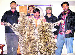 Leopard skins seized by the Special Task Force of Uttarakhand from Rishikesh bus stand on Thursday