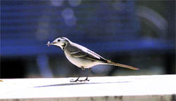With the sun shining bright in Dehradun on Thursday, a bird is busy catching insects