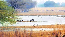 A view of the Sultanpur wetland in Gurgaon, which bears a deserted look in the first week of January.