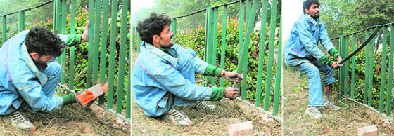 ANYTHING GOES: A man, apparently a drug addict, removes a part of an iron grill on a road near airport chowk, Chandigarh. Grills are often plundered by addicts to meet their needs by selling these in the market.