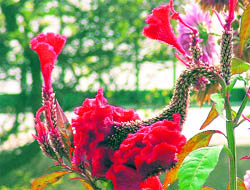 Defying extreme cold, these flowers are in full bloom in Ludhiana.