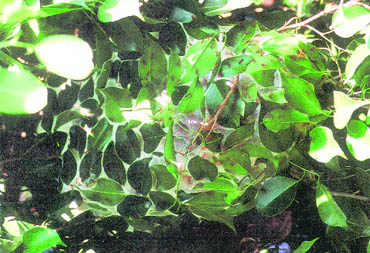 A contingent of forager workers compressed the leaves of this ficus infectoria into shape. Workers inside simultaneously secreted a saliva, which was used as an adhesive to bind the leaves