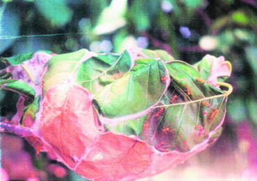 Forager workers on the globular leaf nest on a ficus gulermereta tree