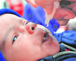 A child being administered polio drops during the pulse polio campaign in Amritsar on Sunday.