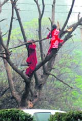 Young girls balance themselves precariously on a tree to gather firewood to stave off the biting cold