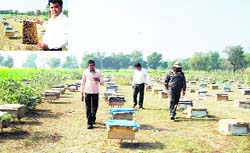 Bee boxes set up in a mustard field on the Kosli-Kanina road in Rewari district; and (inset) a beekeeper. 