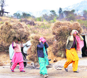 Women from Chohla village, about 10 km from Dharamsala, bringing fodder for their cattle.