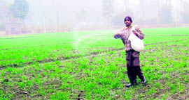 A labourer sprinkle urea on wheat crop at Jandali village, near Ahmedgarh.