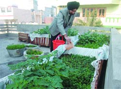 Makhan Singh Rataul waters his crop on the rooftop of his house in Amritsar