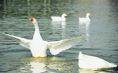 A goose spreads its wings to welcome the sun at Sukhna Lake on Wednesday.