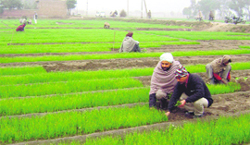 Farmers uproot onion seeds from a nursery on the Jandali road at Ahmedgarh on Wednesday.