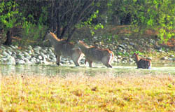 A group of blue bulls crosses a stream of water at the Sultanpur Bird Sanctuary in Gurgaon.
