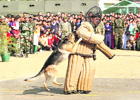 A dog show being organised at an Army mela in Reasi on Thursday.