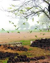Tribune staff correspondent Bipin Bhardwaj captures a view of parrots returning to their habitat at Kalra village in Adampur, near Jalandhar.