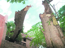 This tree fell on the balcony of house No 1118 in Sector 34-C, Chandigarh, on the night of January 12. The residents of the house said they had complained to the authorities concerned many times about the danger posed by the tree,but no action was taken.