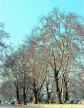 A view of majestic chinars in Naseem Bagh which is being developed as chinar heritage park.