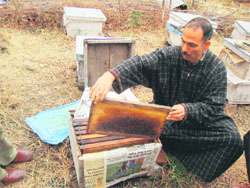 Mohammad Sidiq displays a honey frame at his apiculture farm in Bijhama (Uri). 