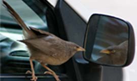 Am I the fairest of them all? A bird admires itself in the rear view mirror of a car in Bathinda