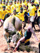 The ongoing bull-taming festival at Alanganallore near Madurai in Tamil Nadu attracted huge crowds on Saturday