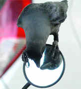 MIRROR, MIRROR...AINT I BEAUTIFUL?