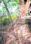 The stump of a chopped tree on the edge of an erosion- prone slope in Perch forest; and (inset) an undersized tree that has been illegally cut.