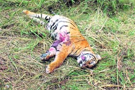 A dead tiger in the Corbett Park region of Uttarakhand