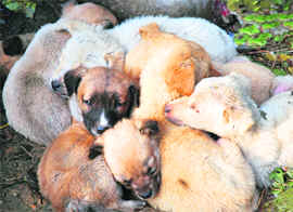 Pups huddle together to escape the chill that has gripped Chandigarh once again after a few days of respite. The city had a low of 5.7C on Monday. 