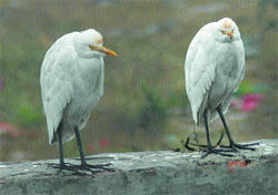 Two herons use their fluffy layers of feathers to beat the chill