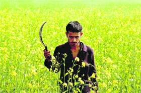 A farmer works in a mustard field in Bishnah, on the outskirts of Jammu, on Tuesday. 
