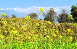 The yellow mustard field adds to the beauty of the hills in background on the occasion of Basant Panchami at Dharamsala on Tuesday