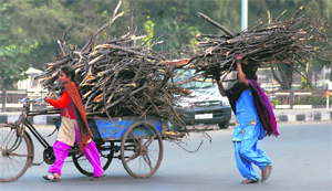 Girls carry firewood to fight the chill in Mohali on Thursday.