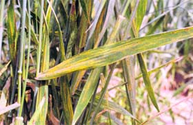Wheat crop affected by yellow rust in a field near Hisar