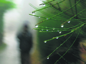  Early morning dew on the grass gives it a pearly look on a foggy day.