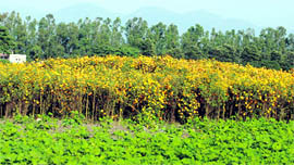 Farms of marigold and gladioli in Dehradun district.