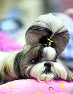 A Shih Tzu dog rests during the International Dog Show in Chiba, near Tokyo, on Sunday