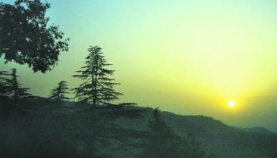 Majestic deodars stand out as the sun sets in Shimla. 