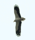 Pharaohs chicken, a species of vulture,which was spotted near Hariana in Hoshiarpur district.