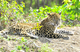 A leopard that entered the campus of the Forest Survey of India basks in the sun in Dehradun on Friday.