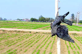 A crow carcass in the fields of the PAU, Ludhiana