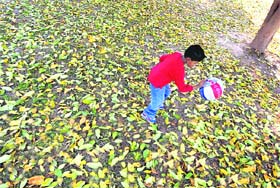 Having a ball: A child has a nice time on a carpet of leaves near Leisure Valley in Chandigarh