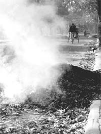 Heaps of leaves being burnt causing pollution in Mohali