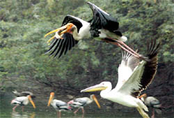 Birds of prey flock together.
