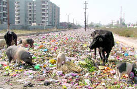 The E-block of Shaheed Bhagat Singh Nagar, which has been virtually turned into a garbage dump