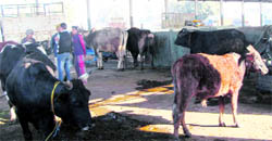 The oxen which were rescued at a shed at grain market in Mullanpur Dakha