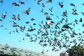 No flight of fancy: A flock of pigeons takes a flight near the Sports Stadium in Bathinda on a pleasant Monday afternoon