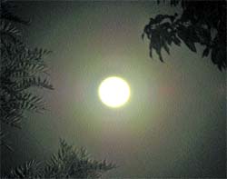 A magnificient view of the moon engulfed by its halo. The moon was said to have come about 50,000 km nearer to the earth - a phenomenon occurring once in a year - on Saturday night. Due to this, the moon, which normally revolves around the earth at a distance of 3.80 lakh km, was said to have been shining about 15 per cent brighter. The event was captured in lens by Varinder Singh in Amritsar